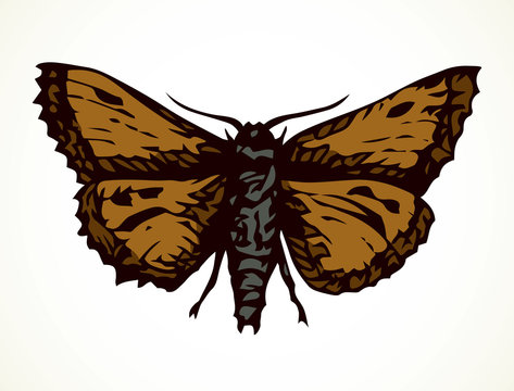 Night butterfly. Vector drawing icon