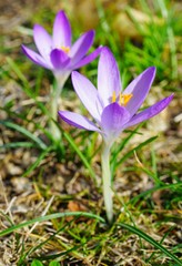 Purple flowers of crocus in spring