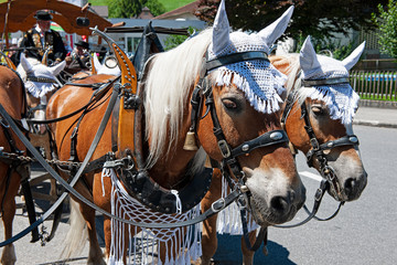 Pferd mit Kopfschmuck, Sarnen, Obwalden, Schweiz