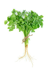 leaf Coriander or Cilantro isolated on white background ,Green leaves pattern