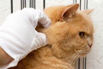 hand in a white glove stroking a cat