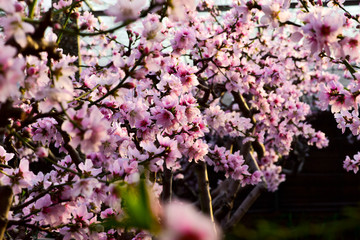 In winter, the peach trees were covered with peach blossoms