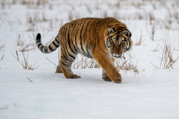 Siberian Tiger running in snow. Beautiful, dynamic and powerful photo of this majestic animal. Set in environment typical for this amazing animal. Birches and meadows