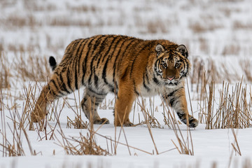 Siberian Tiger running in snow. Beautiful, dynamic and powerful photo of this majestic animal. Set in environment typical for this amazing animal. Birches and meadows