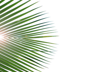 Obraz premium green palm coconut tree with white background