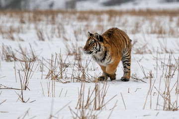 Siberian Tiger running in snow. Beautiful, dynamic and powerful photo of this majestic animal. Set in environment typical for this amazing animal. Birches and meadows