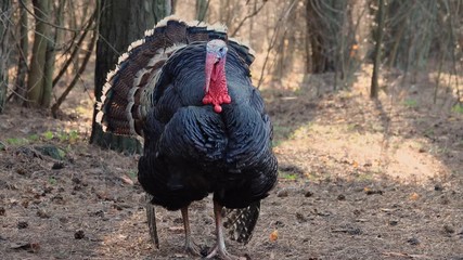 turkey wanders through the woods, screams and raises feathers.