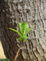 公園の紫陽花の若葉と松の木