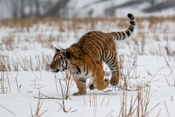 Siberian Tiger running in snow. Beautiful, dynamic and powerful photo of this majestic animal. Set in environment typical for this amazing animal. Birches and meadows