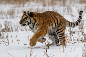 Siberian Tiger running in snow. Beautiful, dynamic and powerful photo of this majestic animal. Set in environment typical for this amazing animal. Birches and meadows