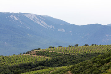 green vineyards and mountains in the background