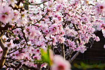 In winter, the peach trees were covered with peach blossoms