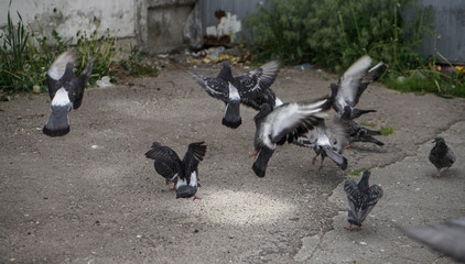 Obraz premium Street pigeons scatter in the city. Animals on the background of architecture