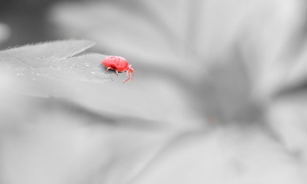 Araign&eacute;e rouge