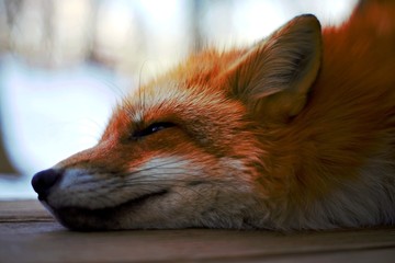 fox