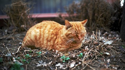 smiling cat