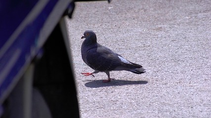 urban pigeon