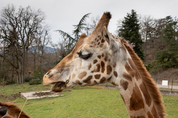 Girafe