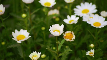 field of daisies