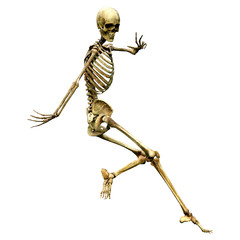 3D Rendering Human Skeleton on White