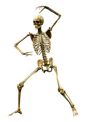 3D Rendering Human Skeleton on White