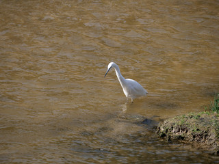 bird