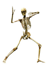 3D Rendering Human Skeleton on White