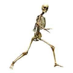 3D Rendering Human Skeleton on White