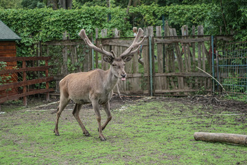 Naklejka na ściany i meble Deer in the cage of the zoo on the background of the house and trellises. Animal mockery. Hunting grounds.