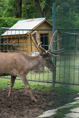 Deer in the cage of the zoo on the background of the house and trellises. Animal mockery. Hunting...