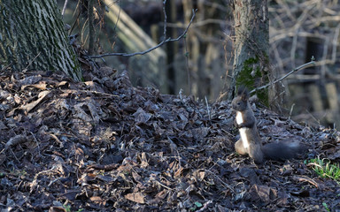 A Black Squirrel Holds Nut in Forest