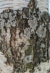 Birch bark texture