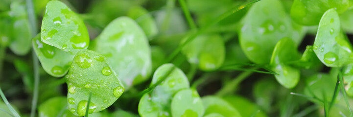 Fresh green leafs with little water drops