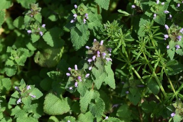 Lamium purpureum (Purple deadnettle) puts a lot of lip-shaped florets of the light purplish red in the spring.