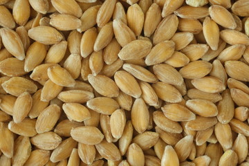 Spelled wheat. Photomicrograph of cereal used in the Mediterranean diet.
