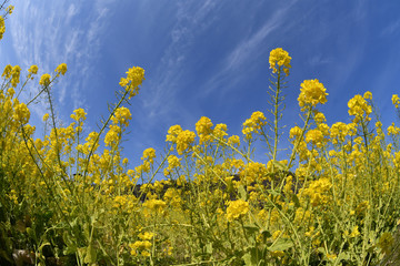 菜の花と空