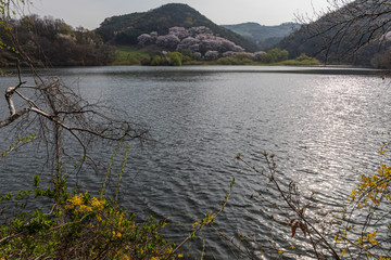 Morning scenery of reservoir and cherry blossoms in the ranch