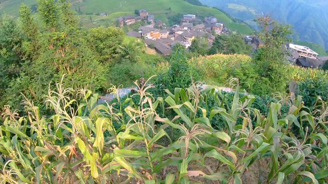 Close up of growing rice and the aerial view of the Longji Rice Terraces, Pingan village, northern Guilin, Guangxi Zhuang Autonomous Region aka Guangxi Province, China