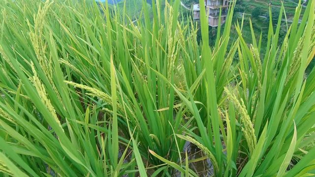 Close up of growing rice on the Longji Rice Terraces and the view of Pingan village, northern Guilin, Guangxi Zhuang Autonomous Region aka Guangxi Province, China