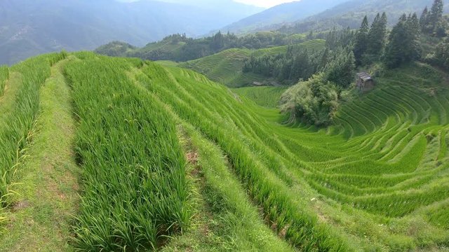 View of the growing rice on the beautiful Seven Stars Accompany the Moon cascading layered Rice Terraces, part of Longji Rice Terraces, Pingan village, northern Guilin, Guangxi Province, China
