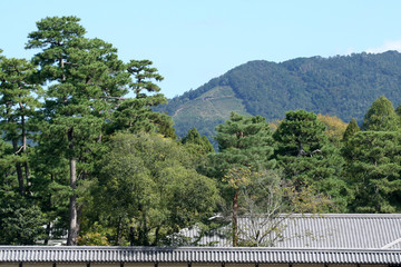 Fototapeta premium 新緑の右大文字