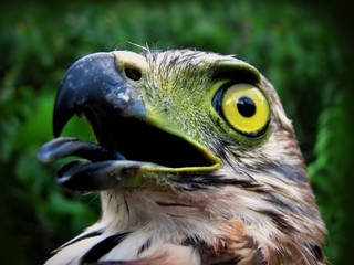 The Sulawesi hawk-eagle, Nisaetus lanceolatus, earlier placed under Spizaetus, also known as Celebes hawk-eagle.