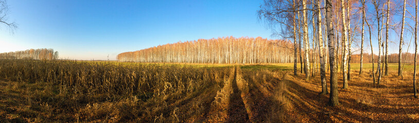 white birch grove on blue sky in early spring