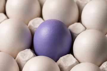 one colored purple blue Easter egg surrounded by white eggs, close-up. White crow. symbol of individuality. concept for Easter