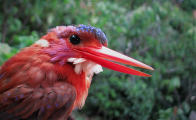 The common kingfisher (Alcedo atthis) also known as the Eurasian kingfisher, and river kingfisher,