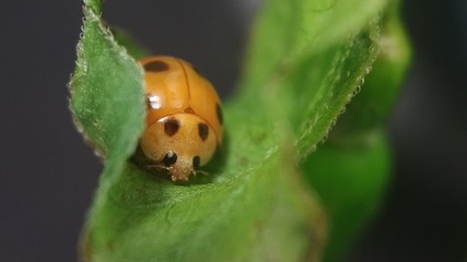 Coccinellidae, is a widespread family of small beetles, The family is commonly known as ladybugs in North America, and ladybirds in Britain and other parts of the English-speaking world.