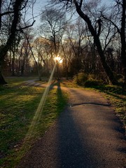 Obraz premium road in the forest