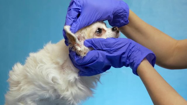 veterinarian checks the health of a dog conducting an inspection of the ear, in health examination on blue background