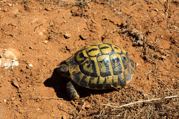 Ciutadela, Menorca / Spain - June 25, 2016: A Marginated tortoise (Testudo marginata), Menorca, Balearic Islands, Spain
