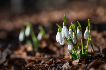 Bunch of snowdrops (Galanthus) on blurred brown leaves background